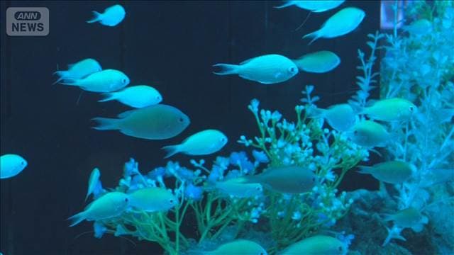 水族館で花と魚のコラボ　赤い歯を持つ水中のドラキュラ？【グッド！いちおし】