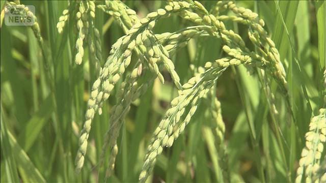コメ価格　3週連続で値下がり3644円　生産量の増加で今後も値下がりの見込み