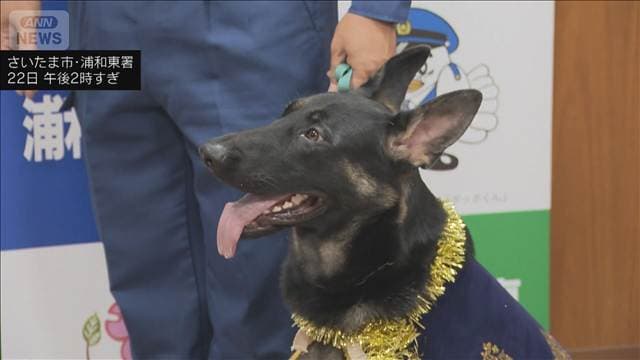 デビューから3日の警察嘱託犬 初任務でお手柄　行方不明の80代女性を発見　埼玉県警