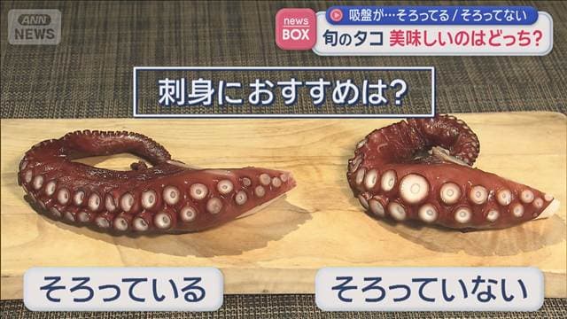 吸盤が…そろってる/そろってない　旬のタコ 美味しいのはどっち？