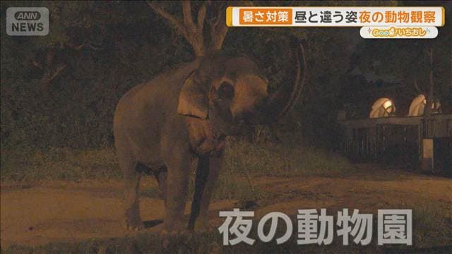 夏限定 夜の動物園　昼間とは違う動物の姿 特別なバードショーも【グッド！いちおし】