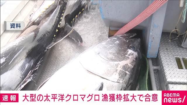【速報】大型の太平洋クロマグロ　漁獲枠拡大で合意　先月は合意できず異例の再協議