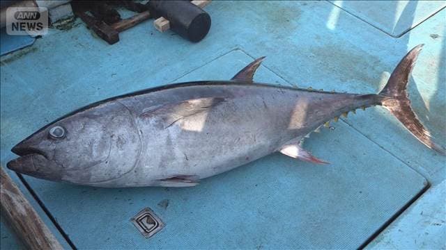 太平洋クロマグロ　漁獲枠増で合意　反対のメキシコが一転支持で