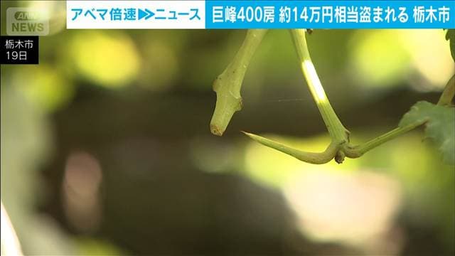 巨峰400房盗まれる　周辺でシャインマスカット窃盗が相次ぐ中　栃木
