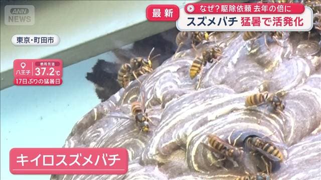 なぜ？　駆除依頼去年の倍に スズメバチ猛暑で活発化