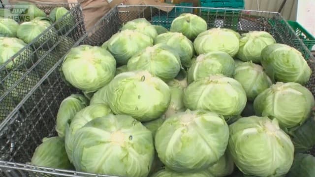 キャベツ高騰“3割高” 農家も悲鳴…生産コスト高騰「もう無理」止まらぬ値上げの波