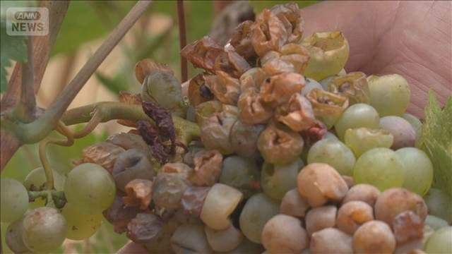 猛暑でブドウ収穫1カ月前倒し　フランス屈指のワイン産地でも…生産量激減見込み