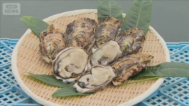 暑さに強い“三倍体カキ”デビュー　成長が早く味わいが濃厚　宮城・気仙沼市