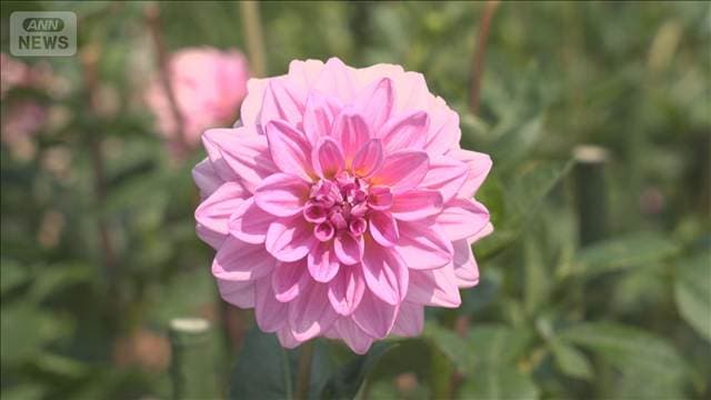 ナポレオン皇后愛した花「ダリア」　5万種も？命名追い付かず【グッド！いちおし】