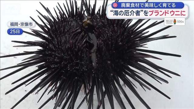 【SDGs】“海の厄介者”をブランドウニに　廃棄食材で美味しく育てる