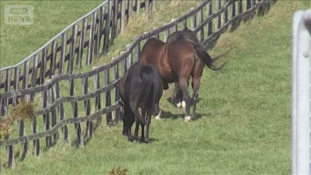 子馬を虐待か　牧場と従業員を処分　北海道