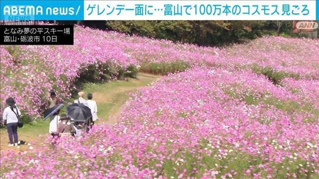 100万本のコスモスがゲレンデ一面に　富山・砺波市