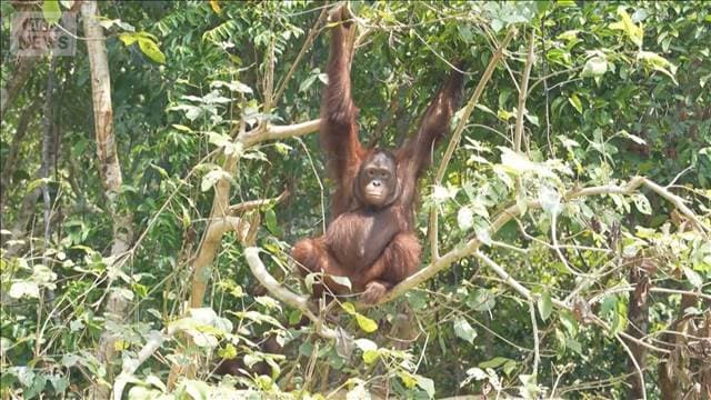 インドネシアの大規模森林火災で呼吸器疾患28万人　オランウータンも生息地追われる