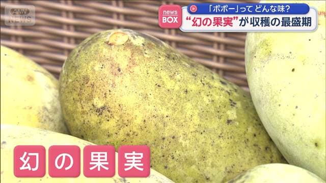 「ポポー」ってどんな味？ “幻の果実”が収穫の最盛期