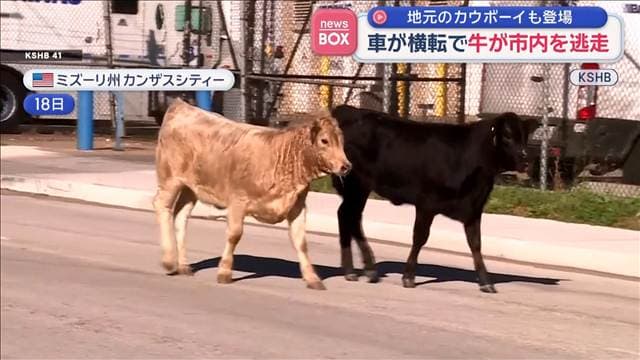 地元のカウボーイも登場　車横転し牛が市内を逃走
