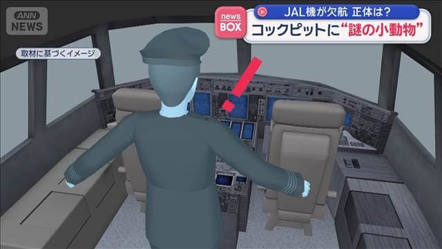 JAL機が欠航　正体は？　コックピットに“謎の小動物”