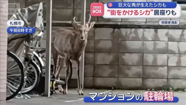 “街をかけるシカ”体長1メートル以上　住宅街で数時間 居座りも　札幌市