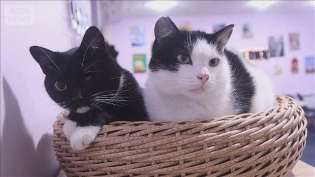昼夜爆撃続くなか…ウクライナ前線で市民癒す“保護猫カフェ”　冬を前に閉店の懸念も