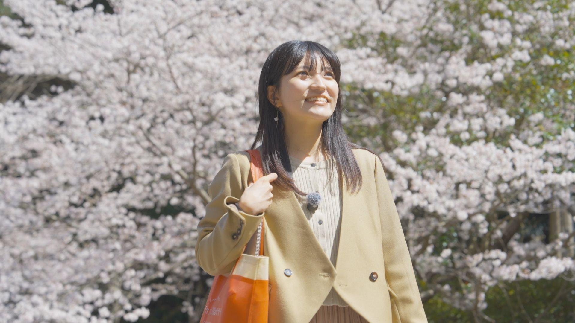 西尾菜穂気象予報士が桜を見に西山ダム下流公園へ 約８０本の桜が満開