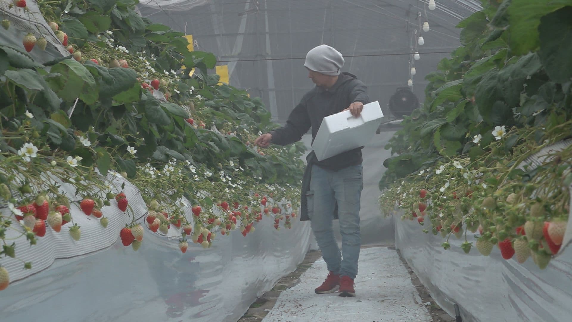 今年は豊作！甘い春の便り ５種類のイチゴを育てる観光農園 収穫のピーク迎える