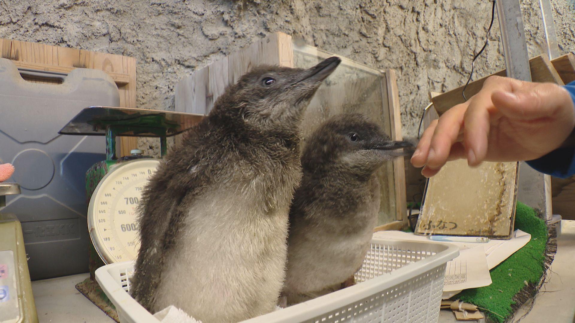 0221コガタペンギン「自然育雛」に成功