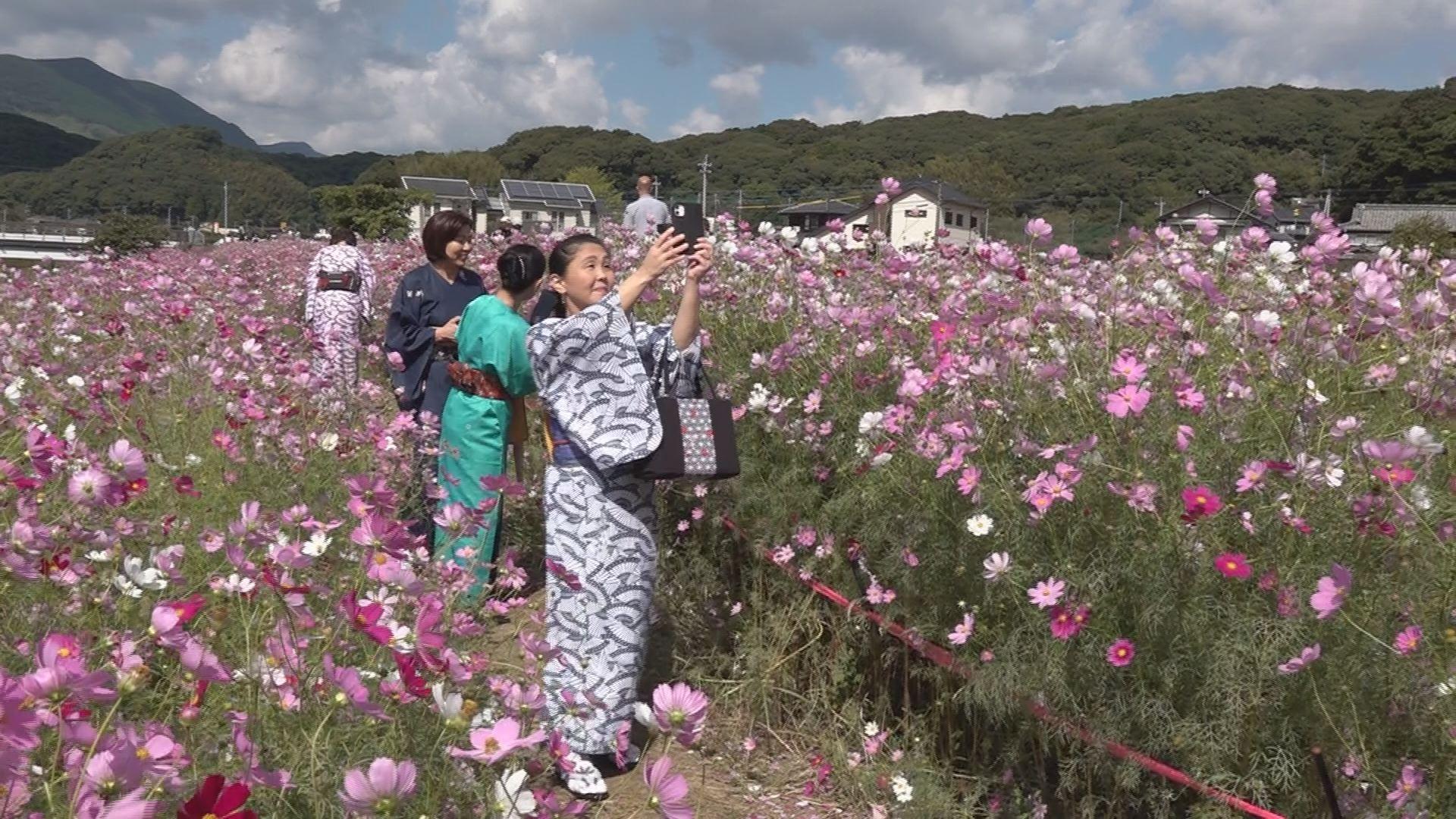 秋の深まりを感じる季節　佐世保市の１．５キロのコスモスロードが見頃