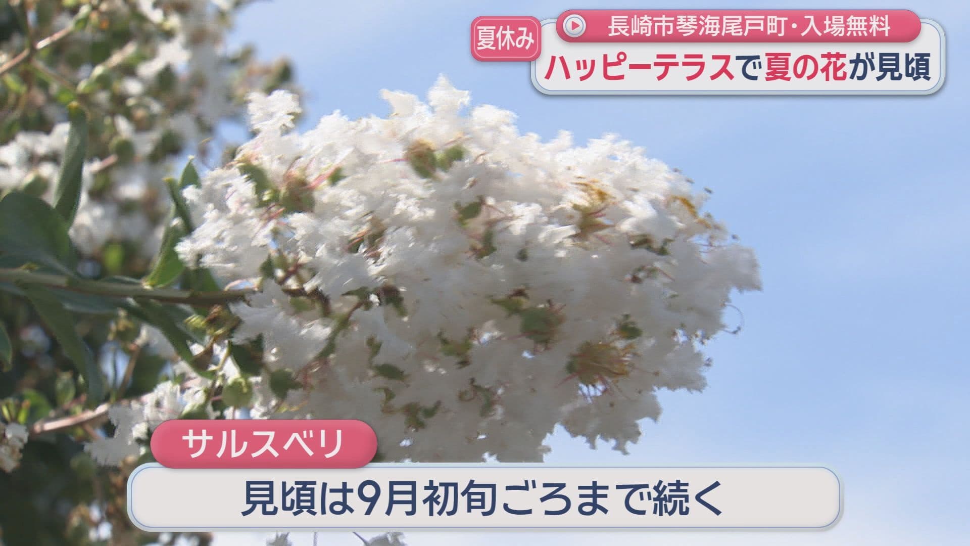 百日紅8