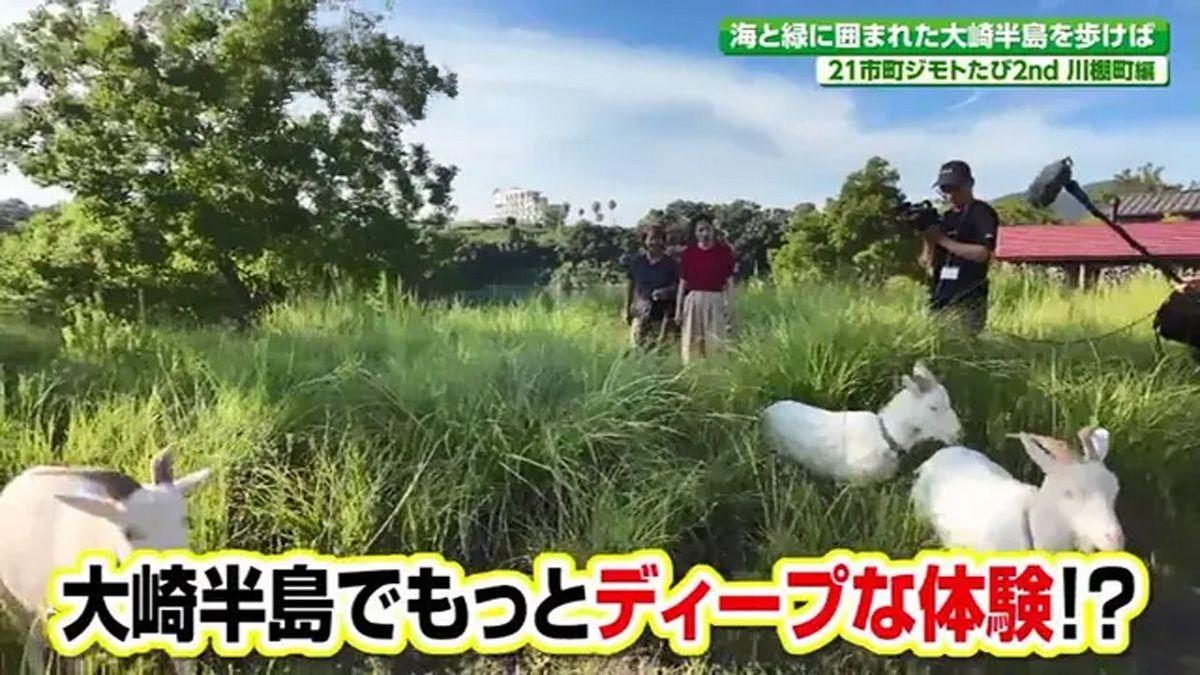 自然の中で非日常体験　大崎半島でヤギとお散歩　川棚町「かわたな観光まちづくり協議会」