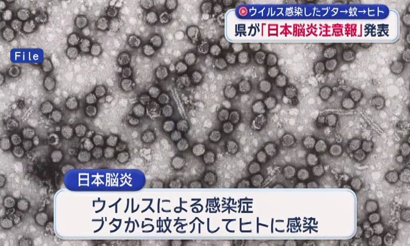 県が「日本脳炎注意報」を発表 ブタから蚊を介してヒトに