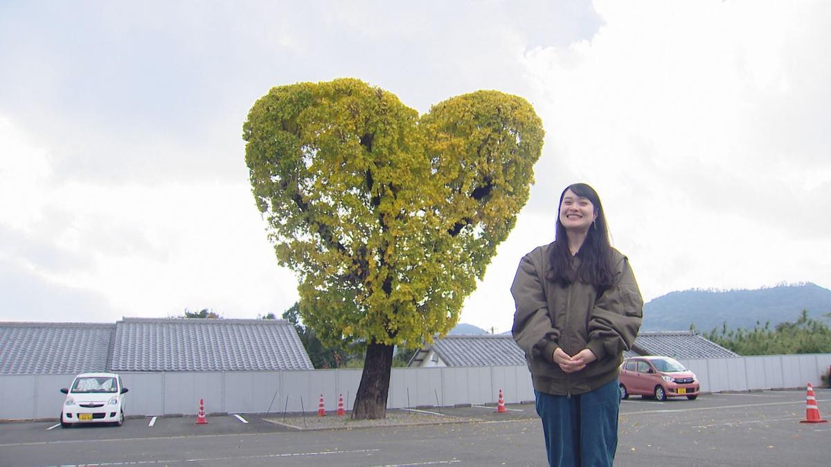 【長崎】BIG LOVE!ハート形のイチョウの木黄葉　諫早市飯盛町