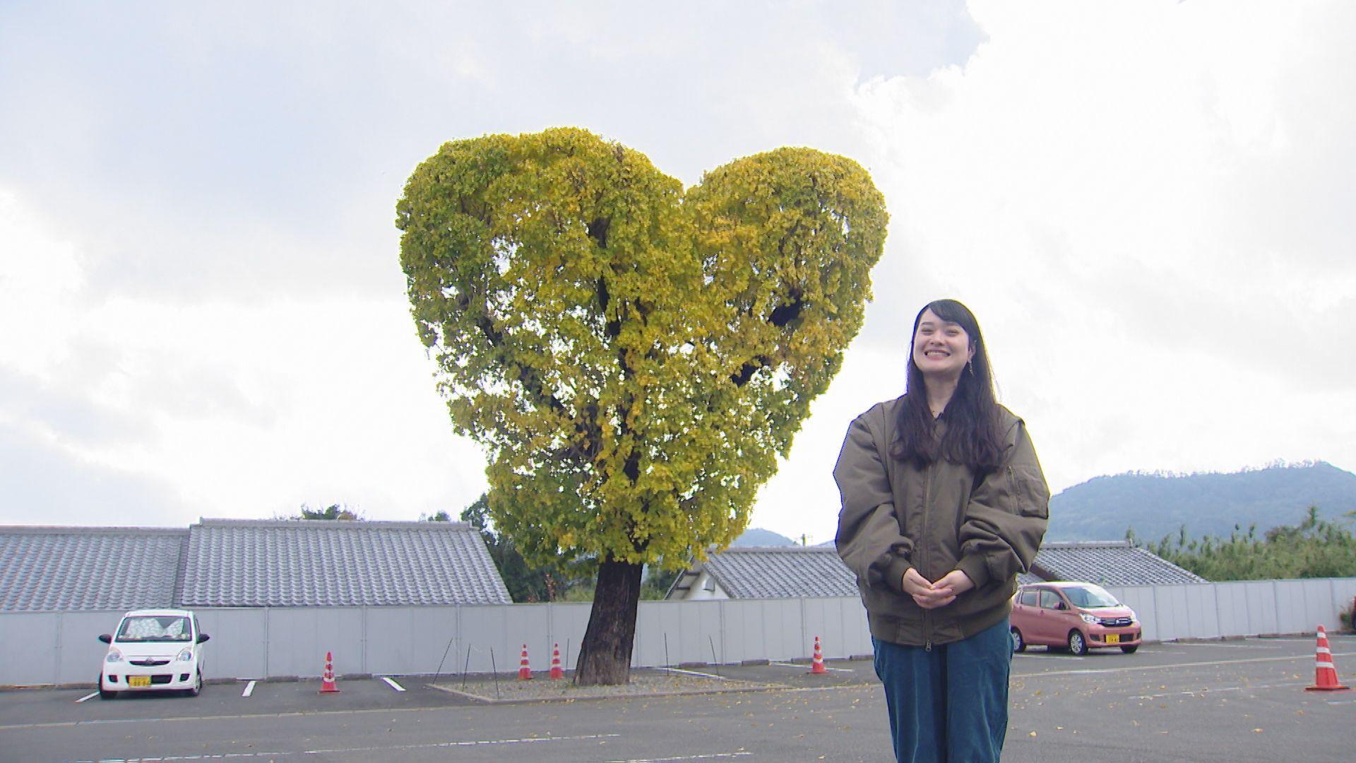 【長崎】BIG LOVE!ハート形のイチョウの木黄葉　諫早市飯盛町
