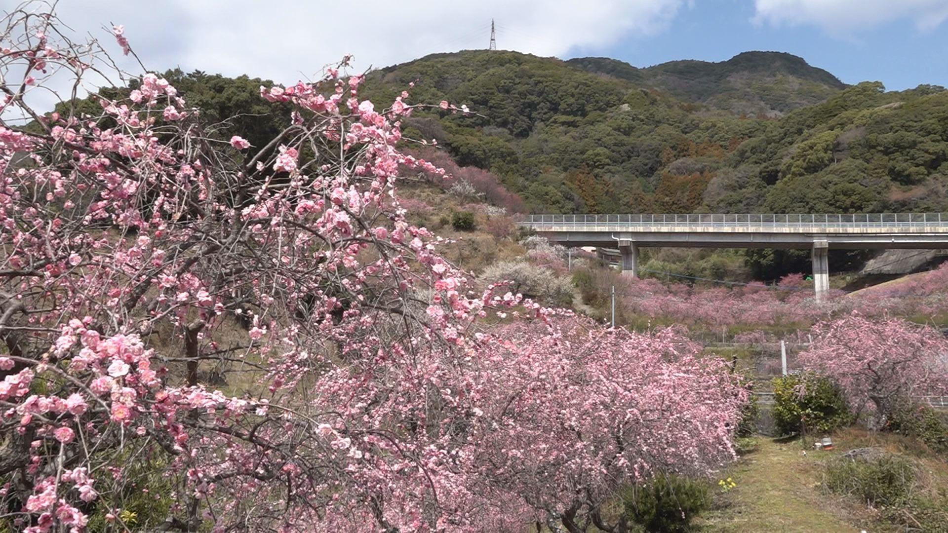 佐世保市で約４００本の梅の花が見頃