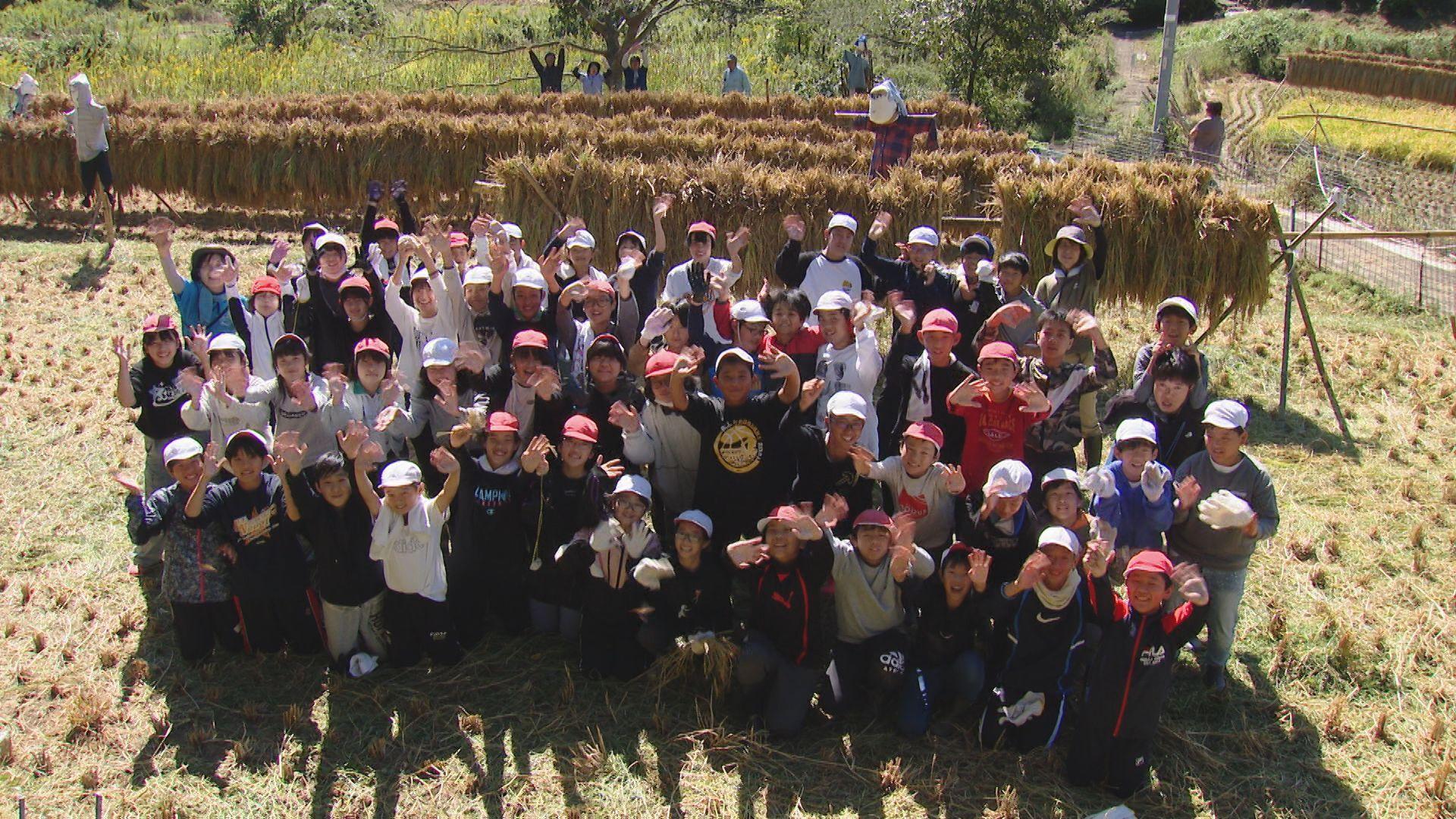 鳴見台小で恒例の稲刈り