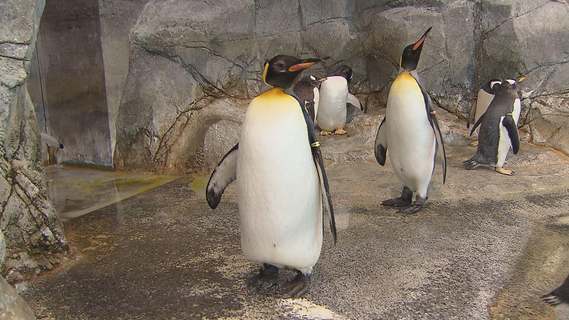 長崎ペンギン水族館のキングペンギンがブリーディングローンで東京へ