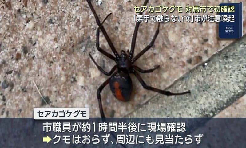 セアカゴケグモ 対馬市で初確認　「素手で触らないで」市が注意喚起
