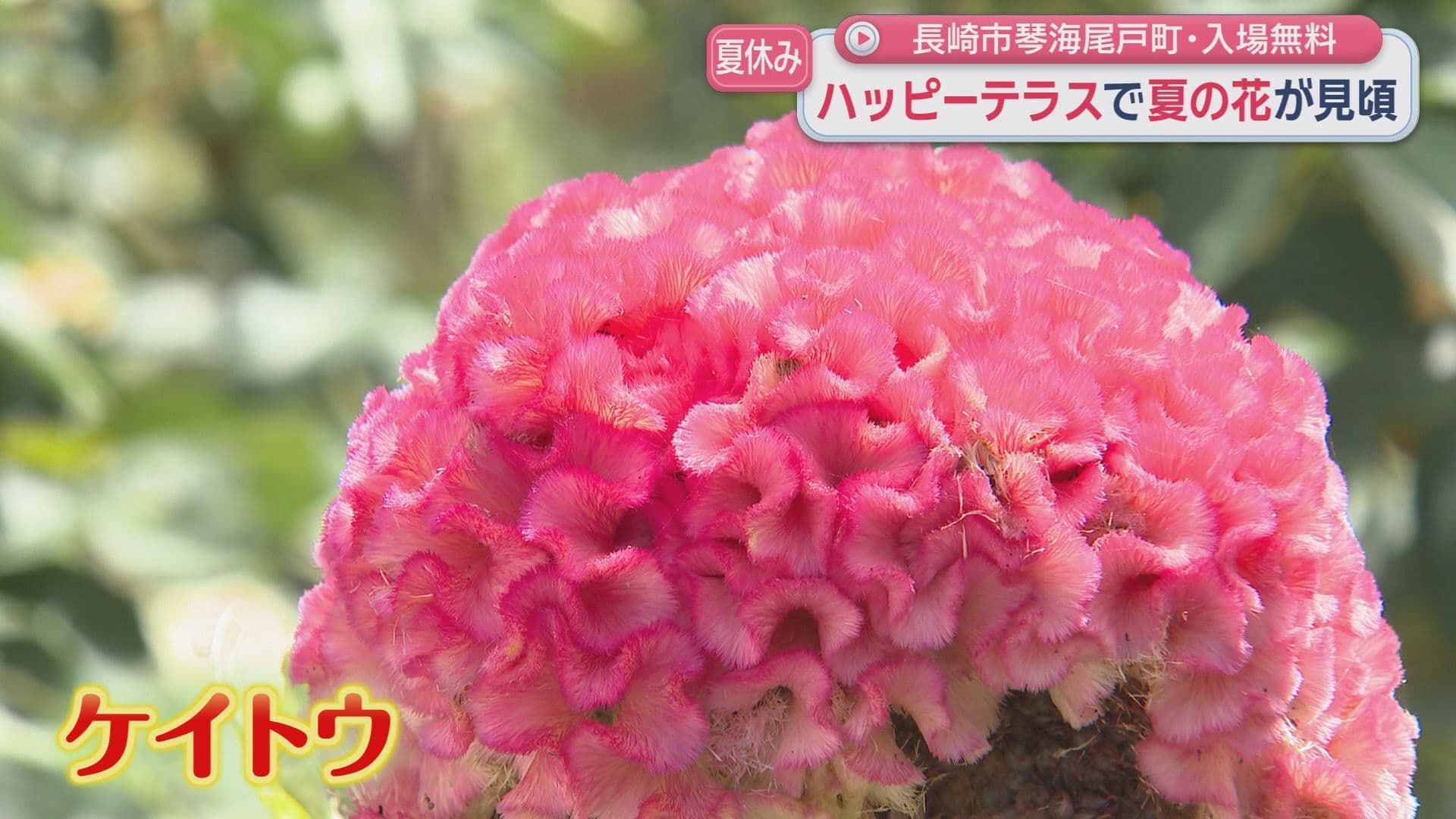 百日紅5