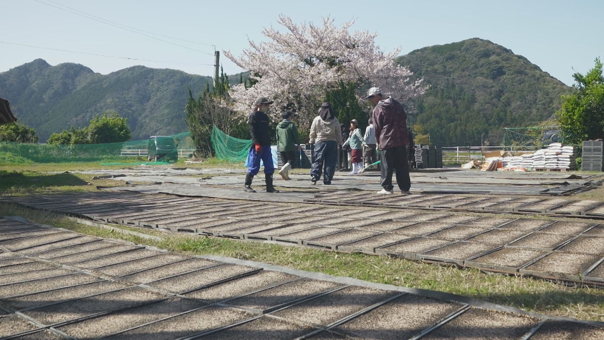 ヤマネコのエサ生かす“人にも優しい米”｢佐護ツシマヤマネコ米｣栽培始まる