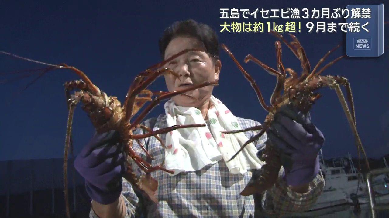 「きょうは大漁ごたんな」五島市でイセエビ漁が最盛期　