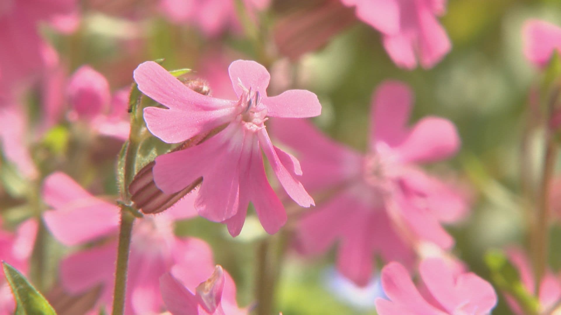 「すごく癒やされた」可憐なフクロナデシコが満開 長崎市琴海尾戸町ハッピーテラス