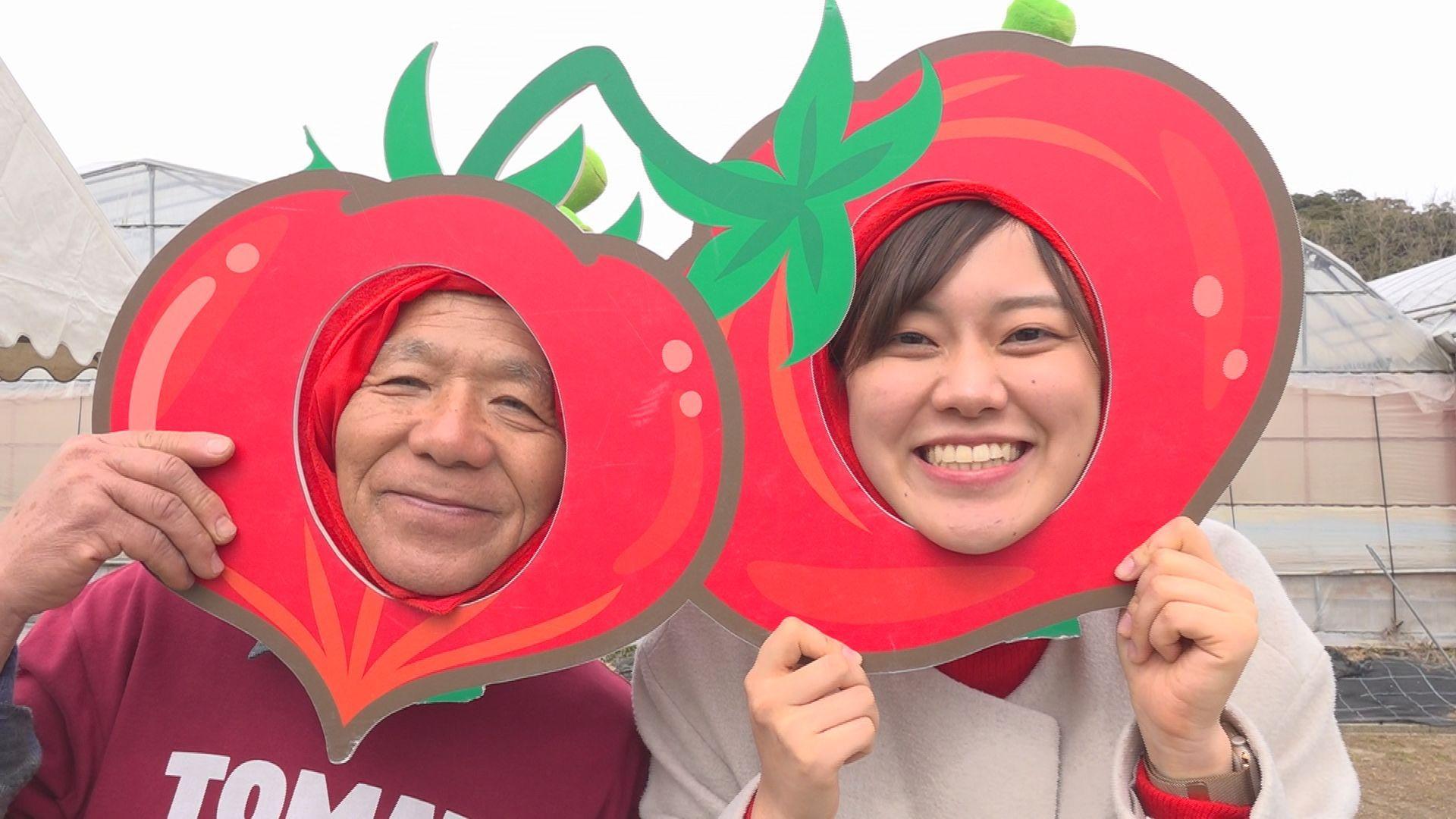 トマト狩りの季節到来！糖度は8度以上！？「大島トマト」を収穫体験