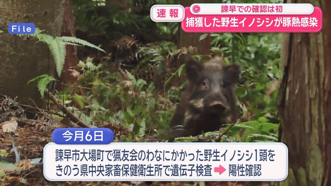 諫早市で罠にかかった野生のイノシシから“豚熱ウイルス”　