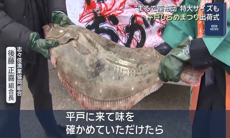 「大人二人がかりでも大変そう」　重さ１０キロ超え　平戸の座布団ひらめ