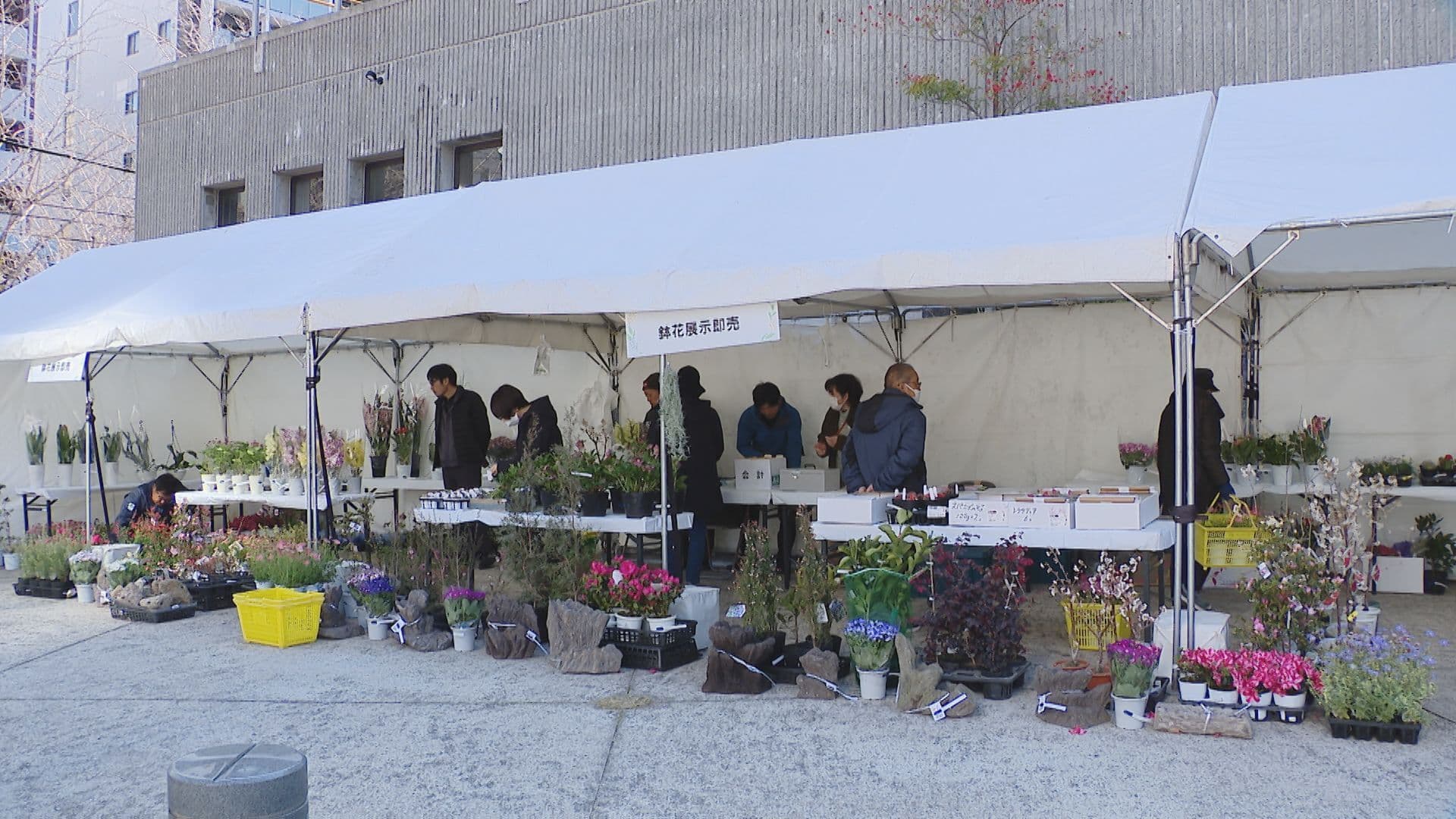 花や鉢植えなどの即売会も！「ながさきグリーンキャンペーン」始まる