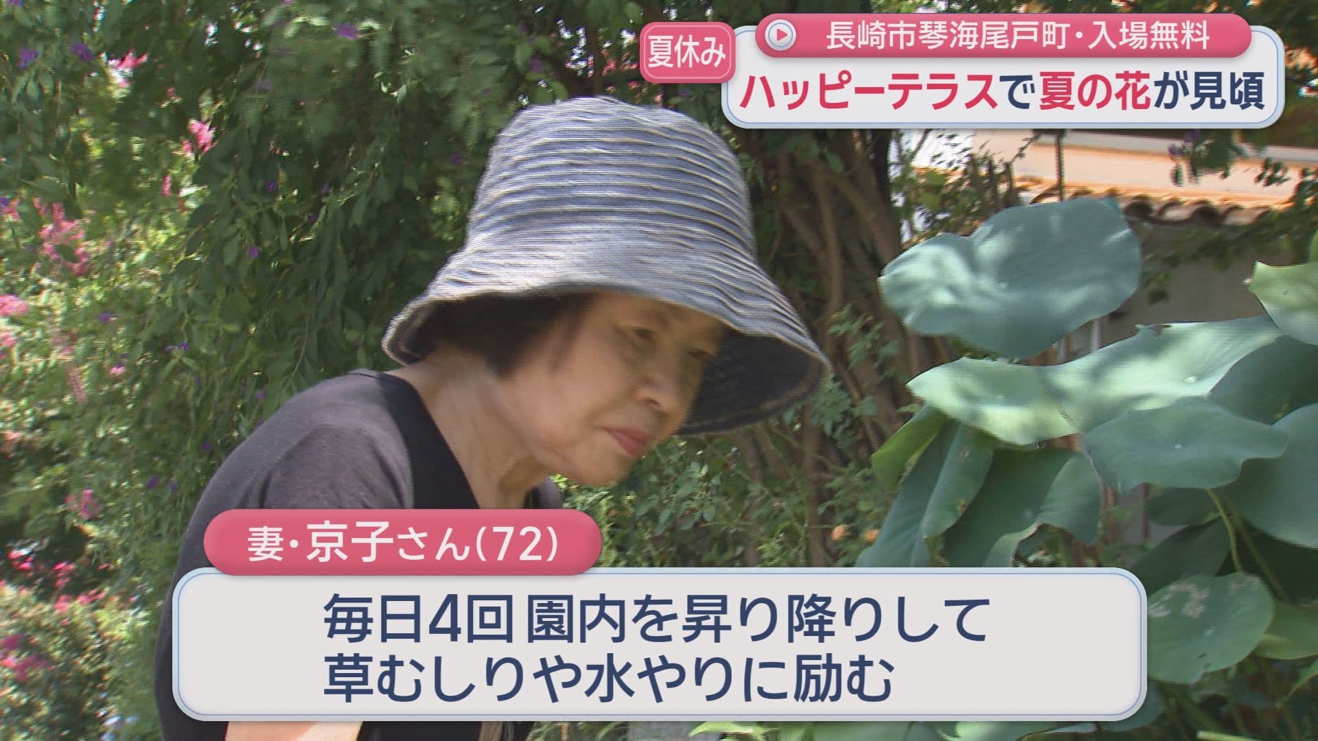 百日紅7