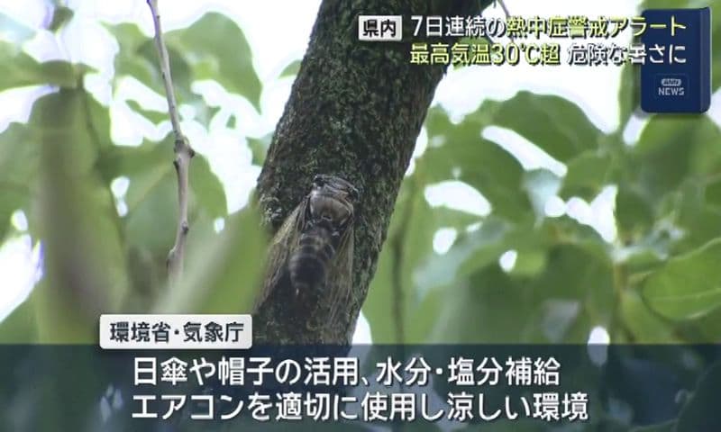 【長崎】７日連続の熱中症警戒アラート 最高気温30度越 危険な暑さに