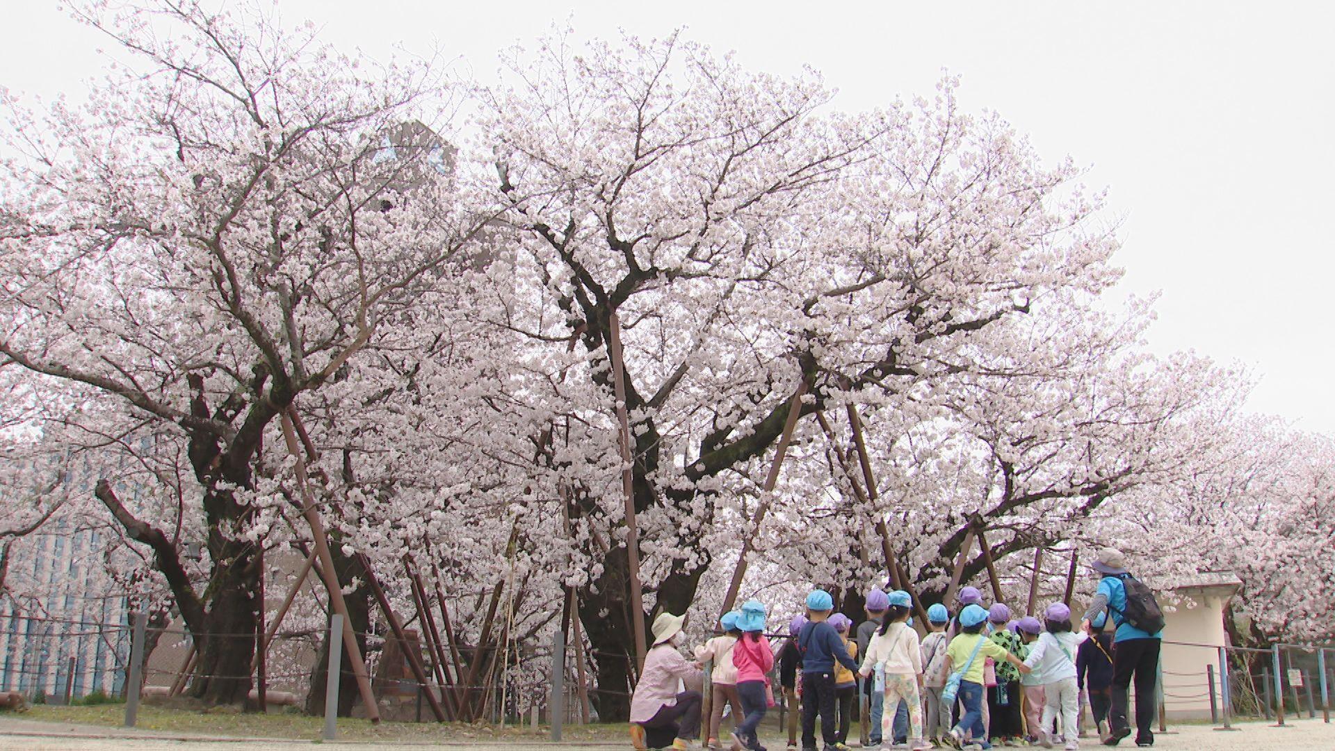 【被爆７９年９の日】娘しのぶ母の思い”嘉代子桜”長崎市立城山小学校に咲く桜　平和伝える２世を各地に植樹