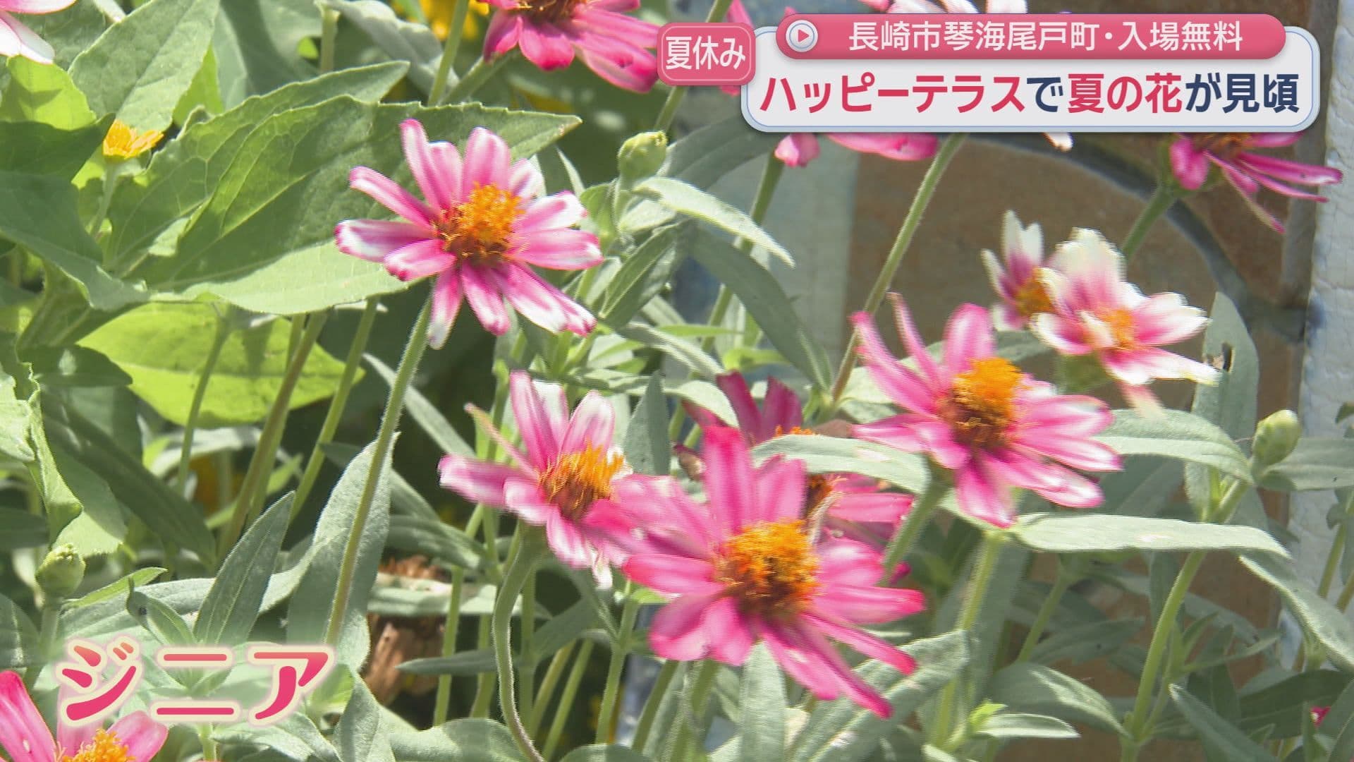 百日紅6