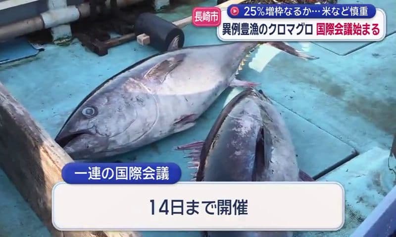 異例豊漁のクロマグロ 長崎市で国際会議始まる 漁獲枠を２５％増なるか…
