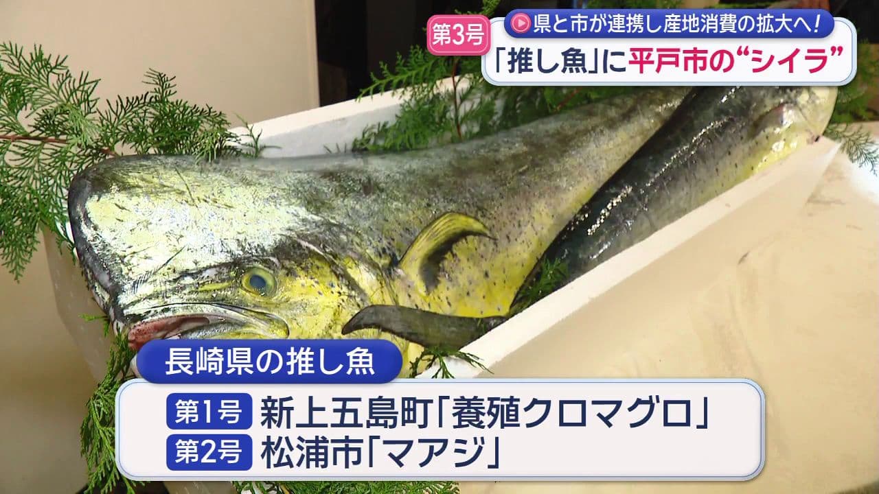 「推し魚」第３号に平戸市の“シイラ”県と市が連携し産地消費の拡大へ！