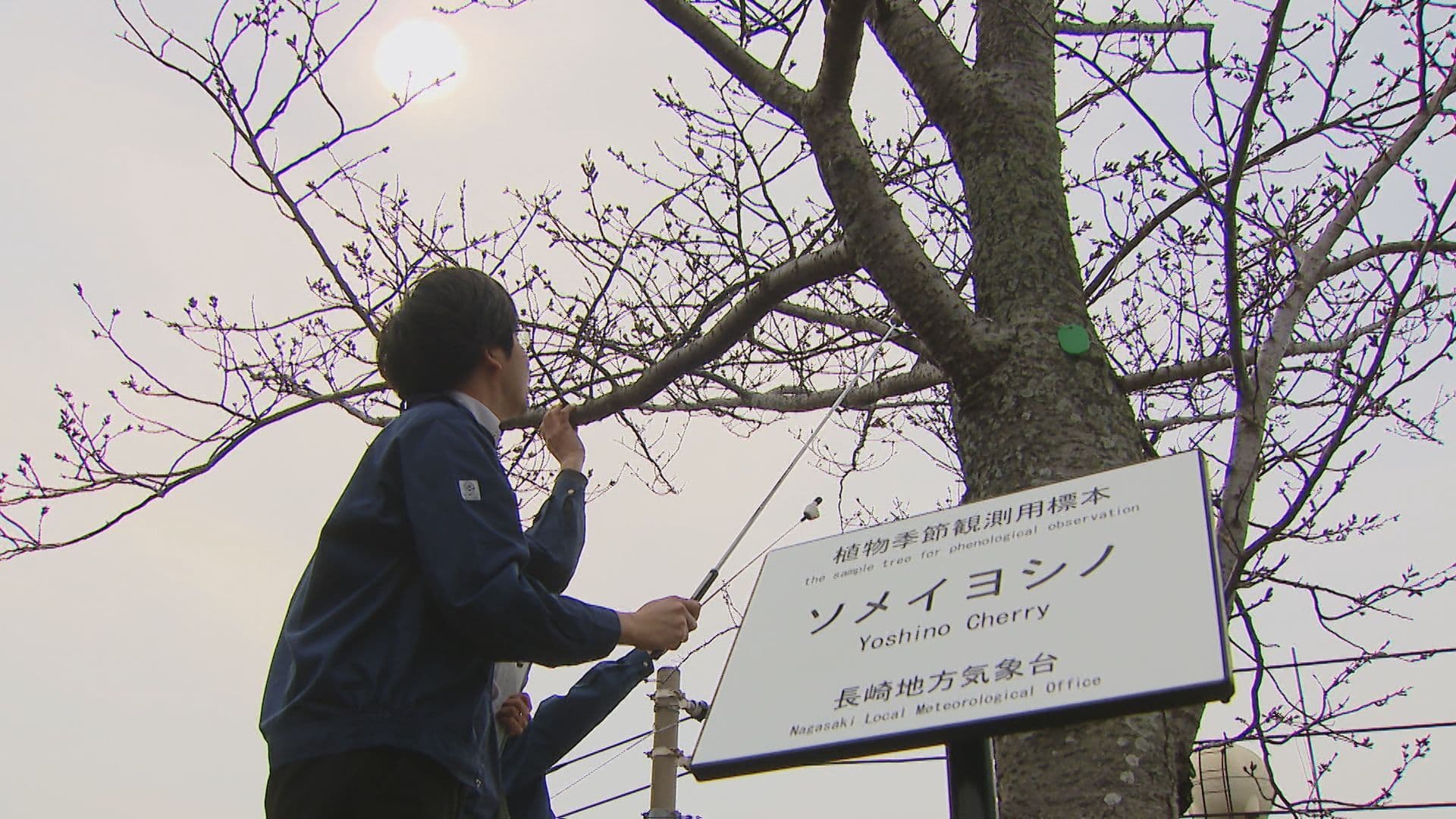 待ちに待った「桜の開花発表」平年より４日、去年より３日遅く